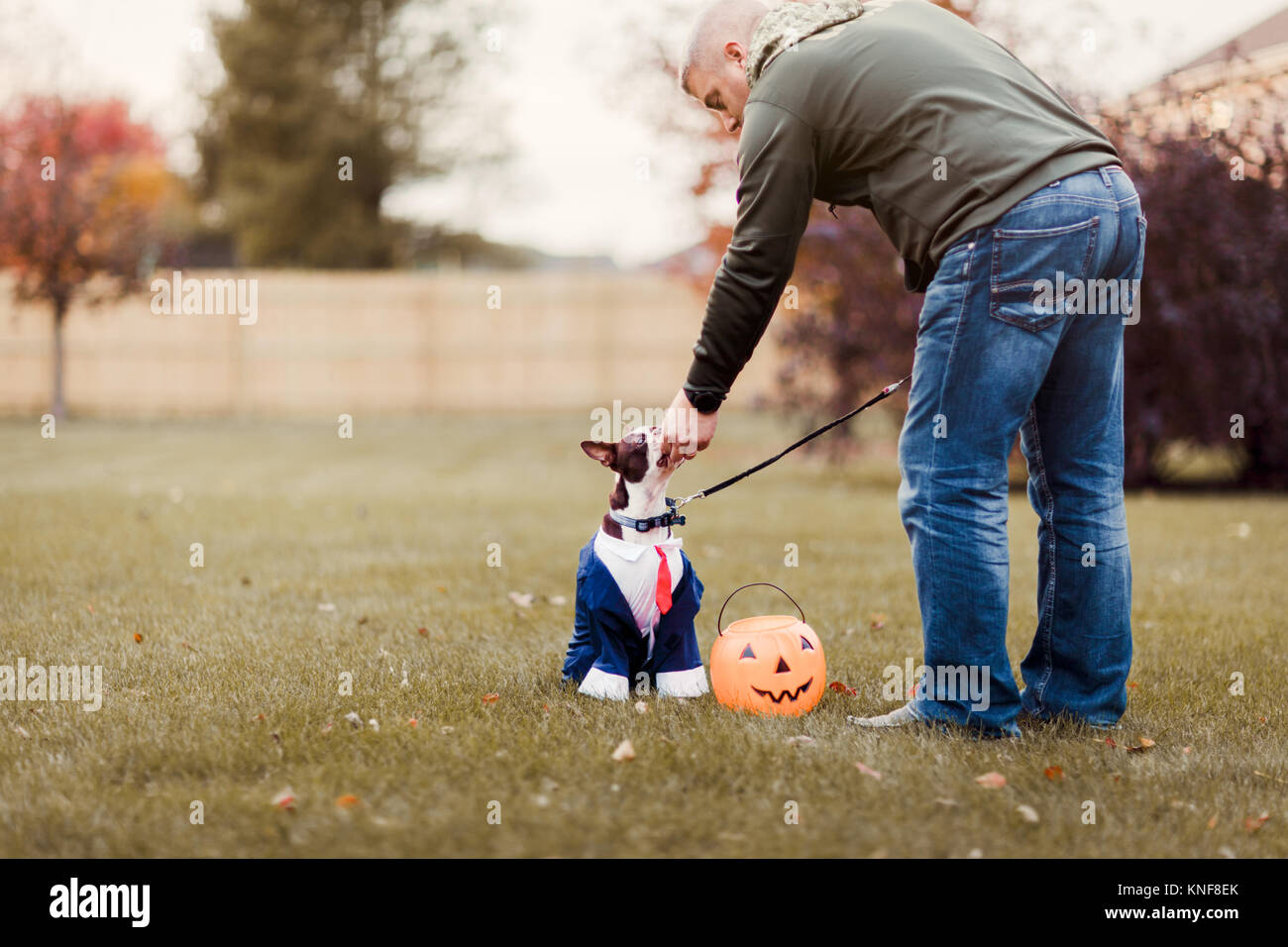 Uomo in park petting suo Boston Terrier indossare abbigliamento business per Halloween Foto Stock