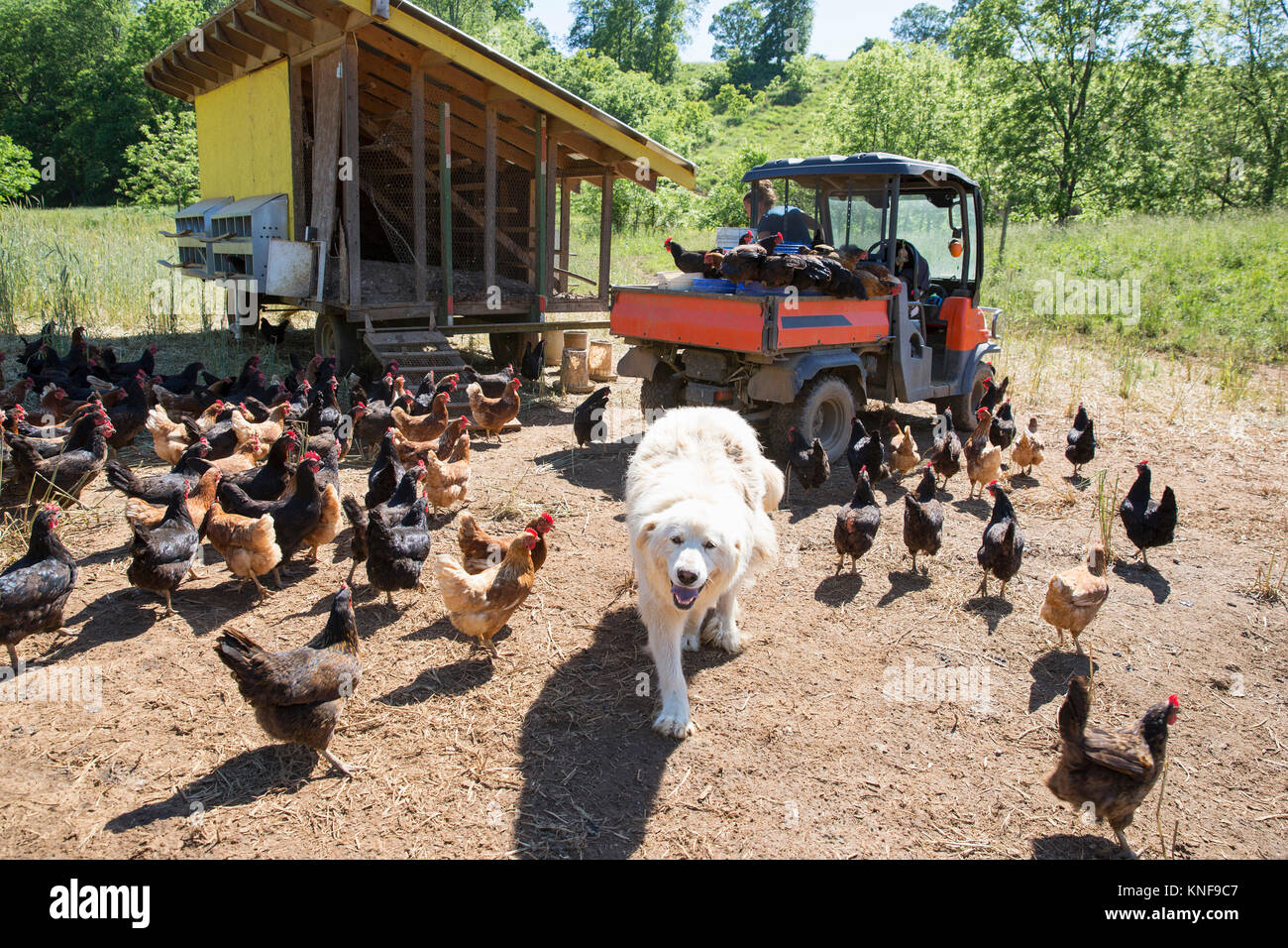 Ritratto di montagna dei pirenei cane e libera la gamma golden comet e black star galline sulla fattoria biologica Foto Stock