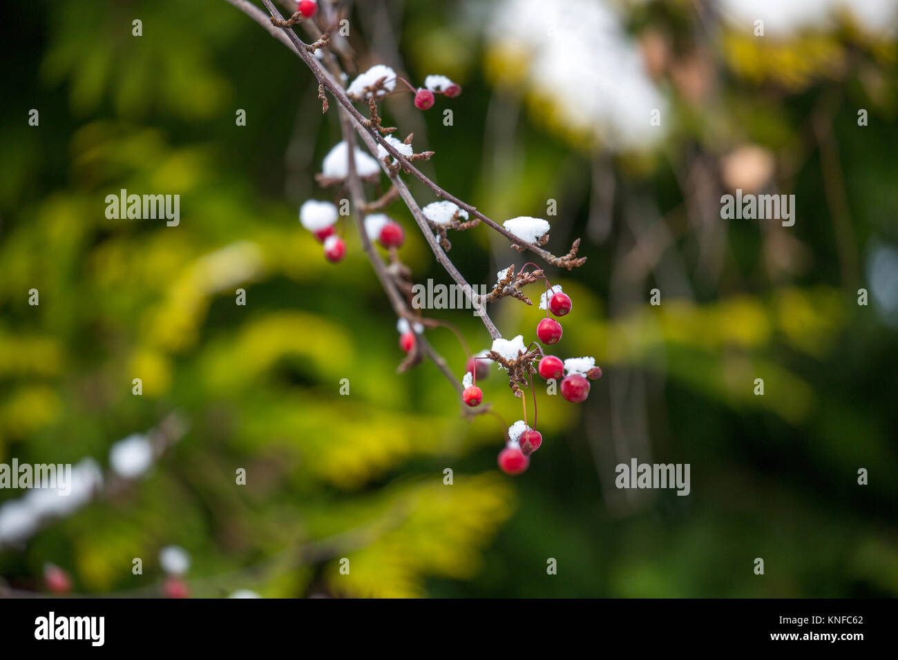 Una immagine di bacche rosse su un albero coperto di neve Foto Stock