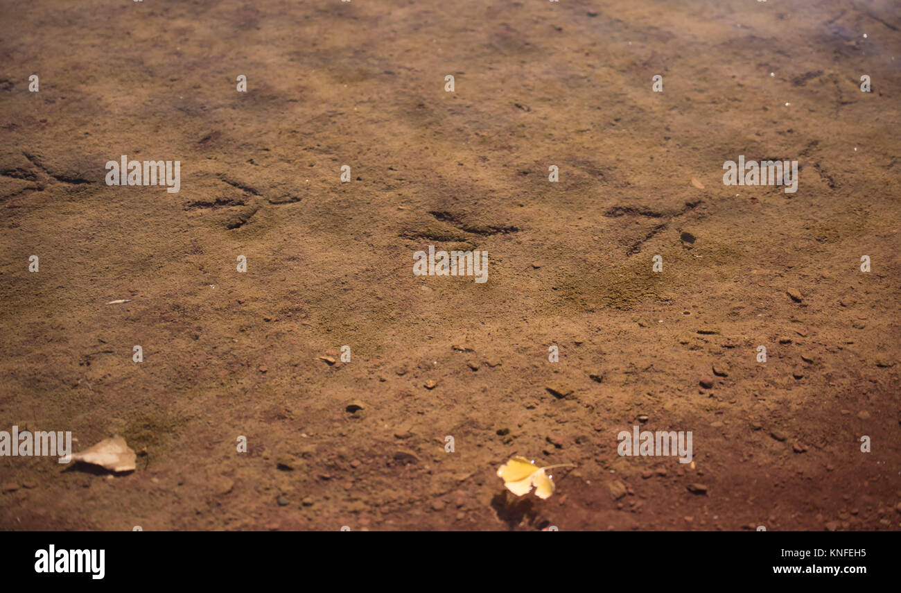 Tracce di un uccello in acqua sulla sabbia Foto Stock