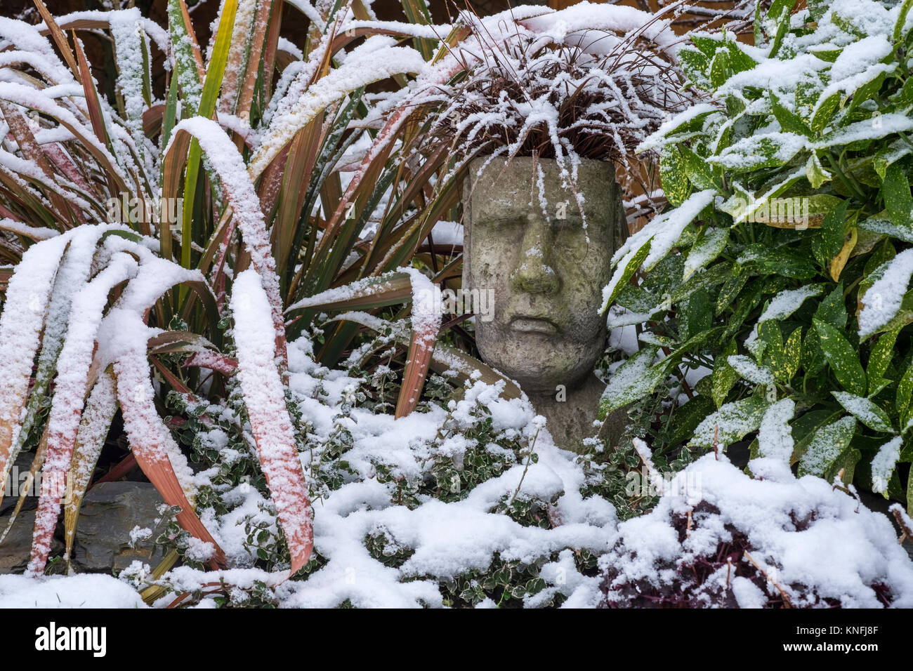 Vaso da giardino con erba ornamentale Uncinia Rubra Red Hook carici, in condizioni invernali. Evergreen Laurel e Phormium Jester piante utilizzate come compagni. Foto Stock