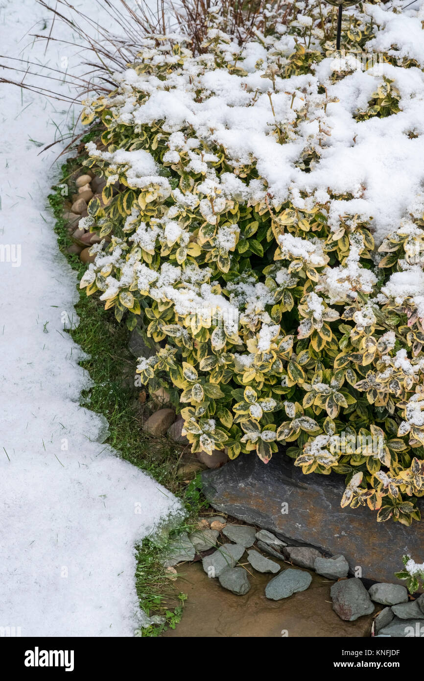 Euonymus Fortunei Emerald n oro arbusto sempreverde, in nevoso inverno condizioni, Dicembre, England Regno Unito Foto Stock