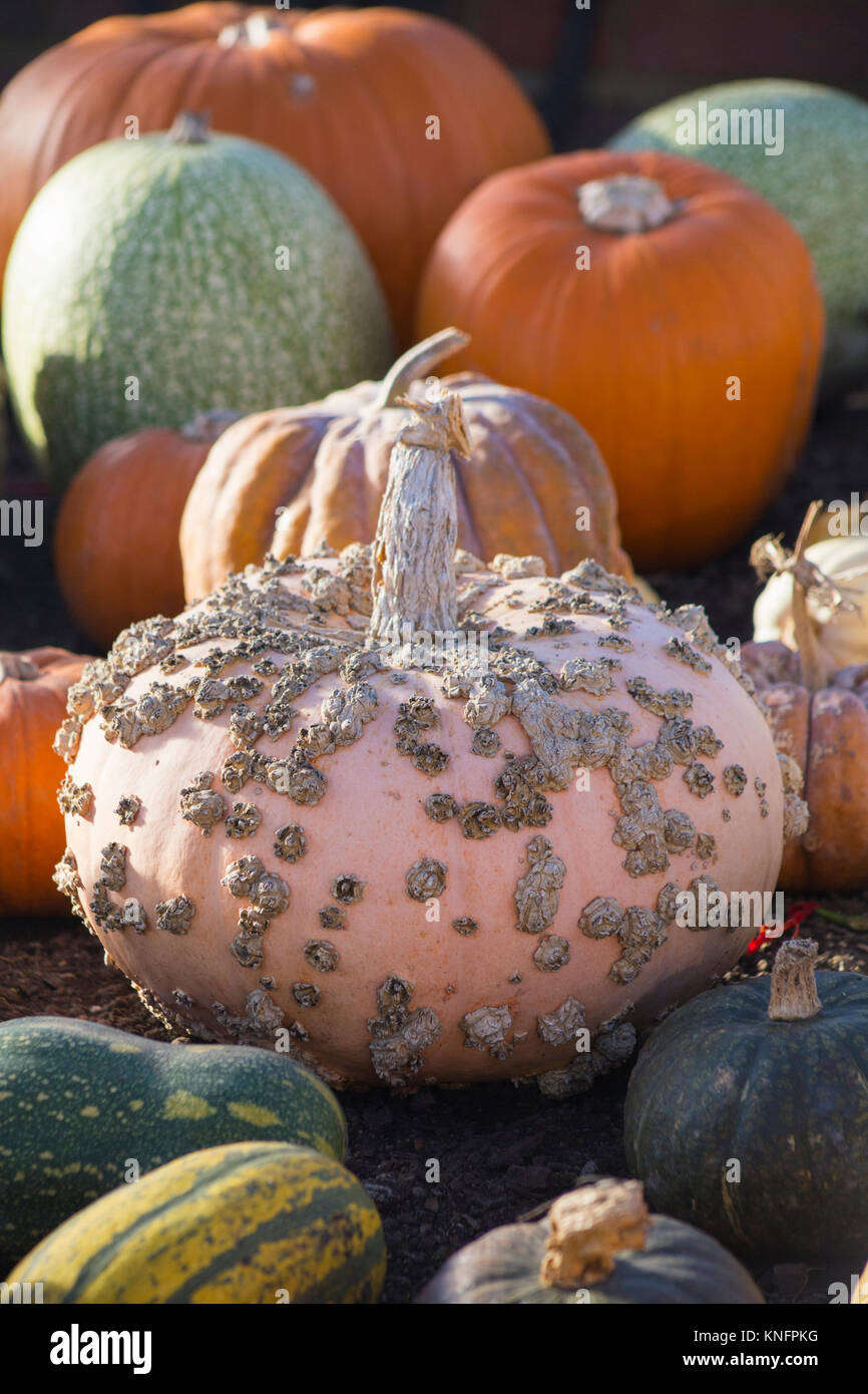 La Cucurbita maxima 'Galeux d'Eysines' Foto Stock
