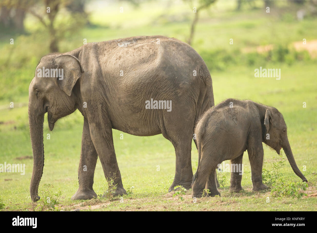 Asian (Sri Lanka) Elefante (Elephas maximus maximus) Foto Stock