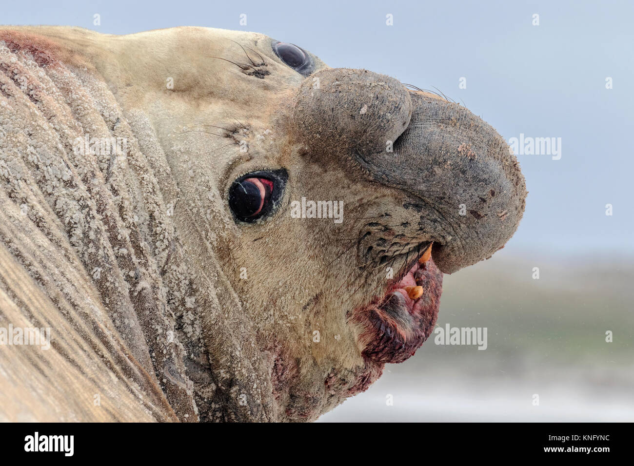 Elefante marino del sud Foto Stock