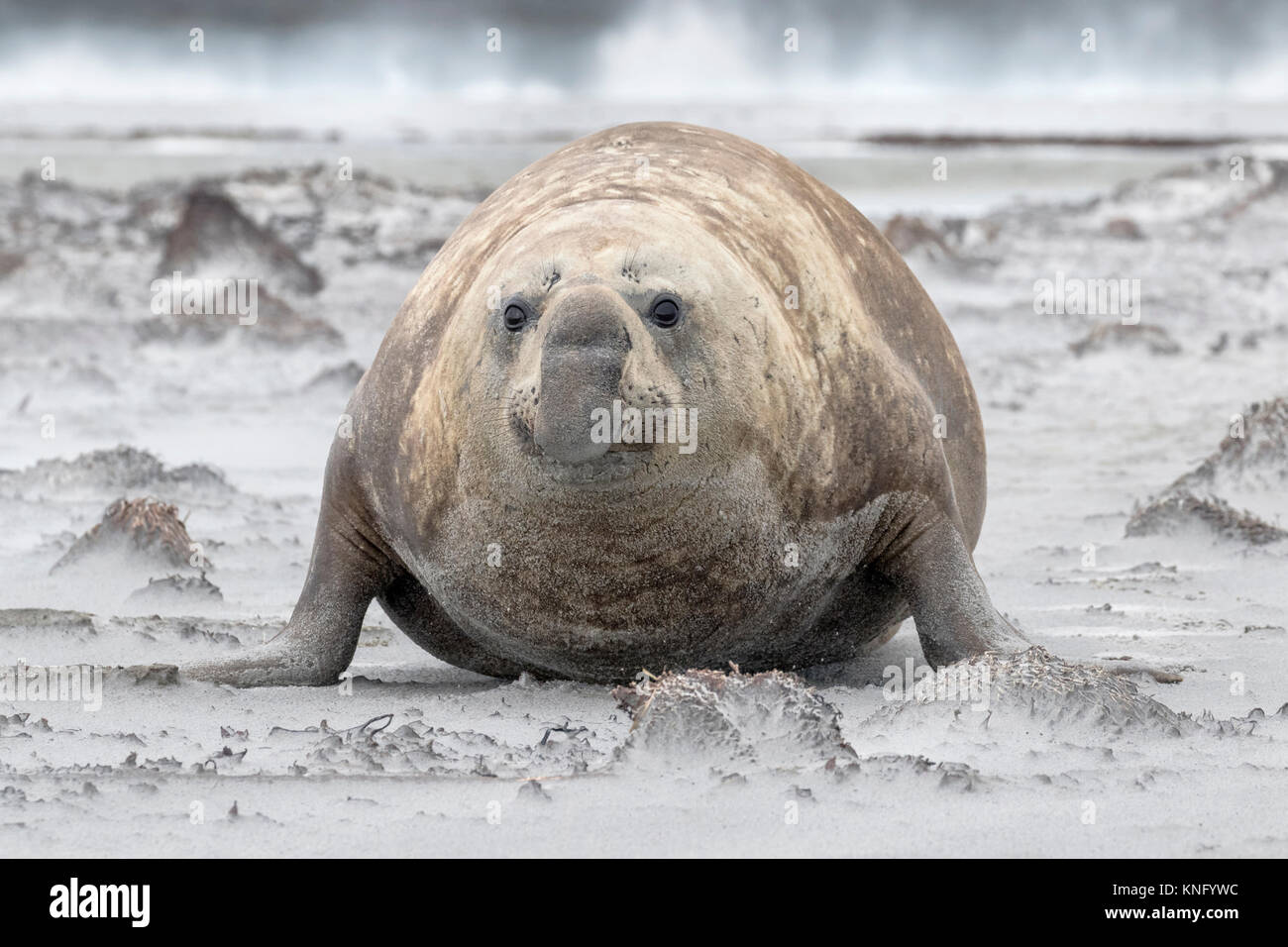Elefante marino del sud Foto Stock
