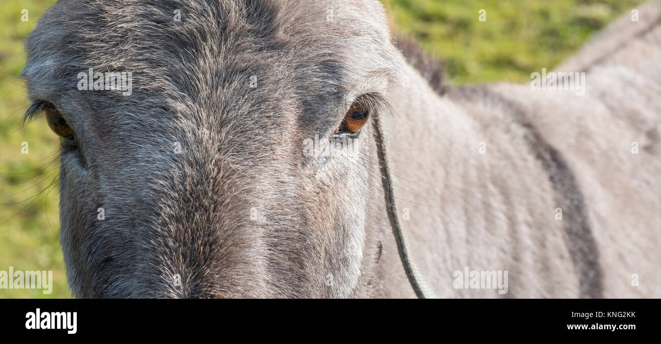 Profilo di un asino, Austria, Europa Foto Stock