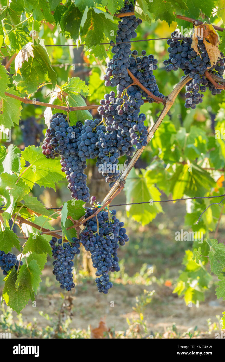 I grappoli di uve viola appeso sul vigneto. Prese nella Toscana meridionale appena prima del tramonto. Foto Stock