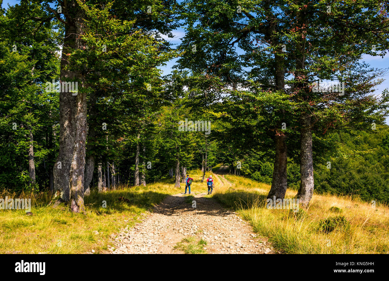 I turisti in una strada sterrata attraverso foreste primordiali dei faggi dei Carpazi. stupendo paesaggio naturale in estate Foto Stock