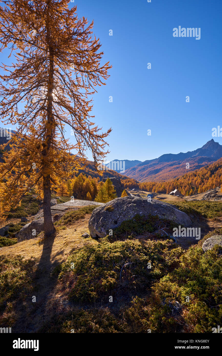 Haute Vallée de la Clarée in pieno i colori dell'autunno. Hautes-Alpes, Névache, Laval, alpi, Francia Foto Stock