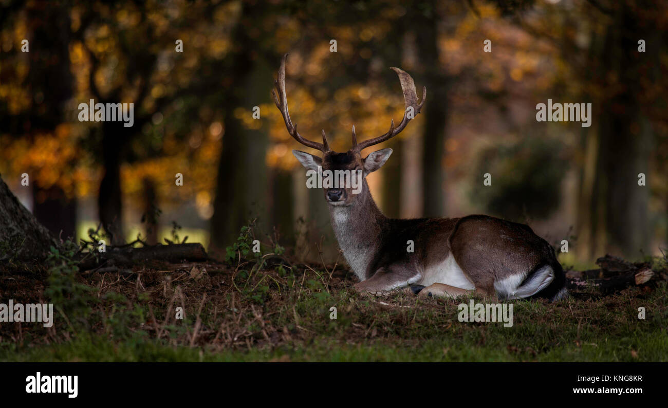 Daini Stag Foto Stock