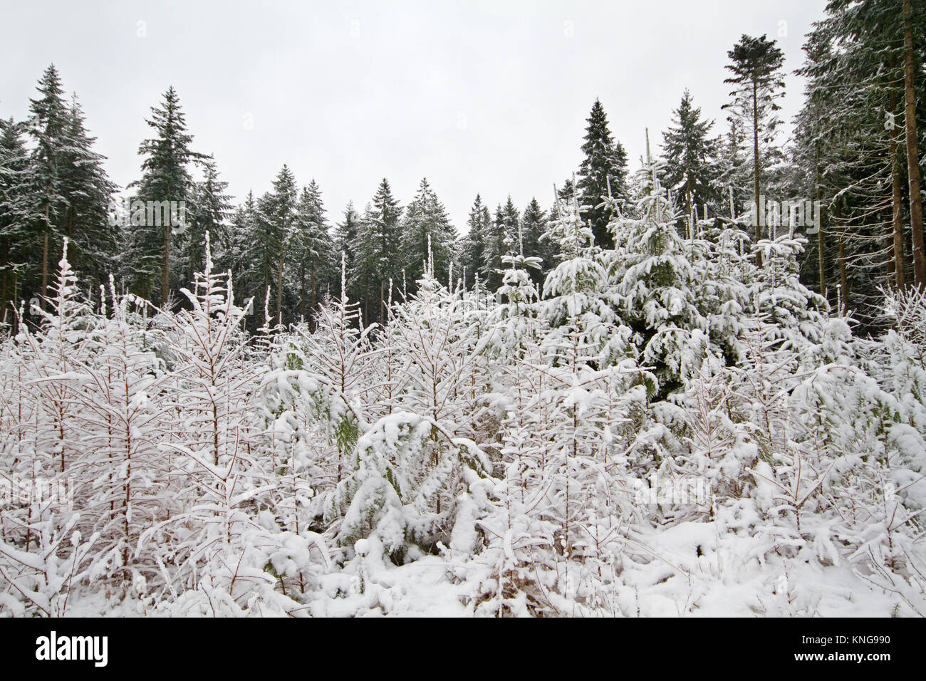Giovani alberi di pini e larici, coperto di neve, in background vecchi alberi di pino Foto Stock