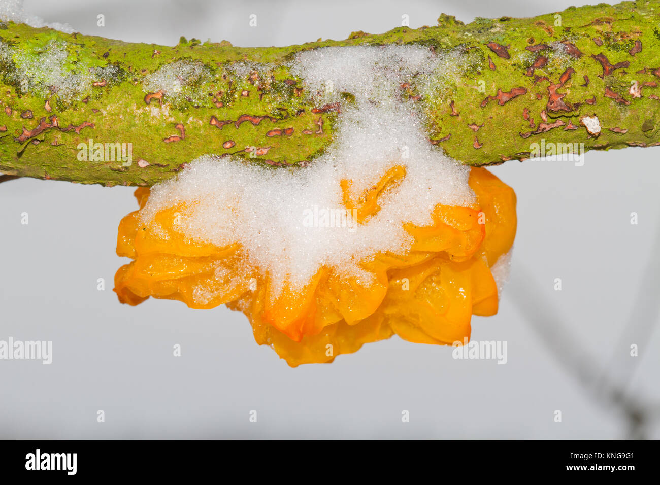 Corpo di frutta di Golden jelly fungo (Tremella mesenterica), coperto di neve, su un ramo morto di una quercia Foto Stock