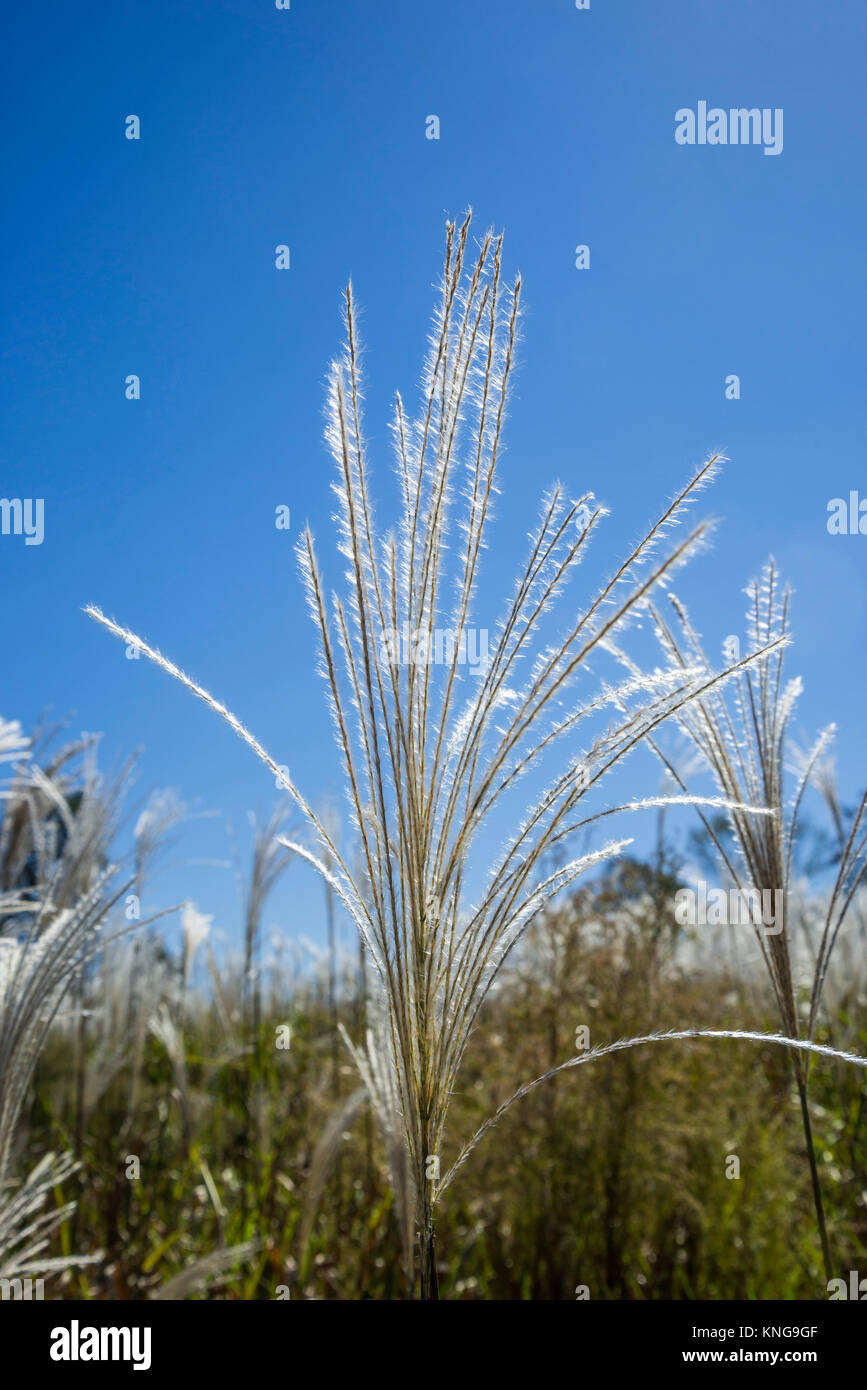 Miscanthus giganteus è un biocarburante rinnovabile energia raccolto che cresce su terreni agricoli dello stato della Georgia. Foto Stock