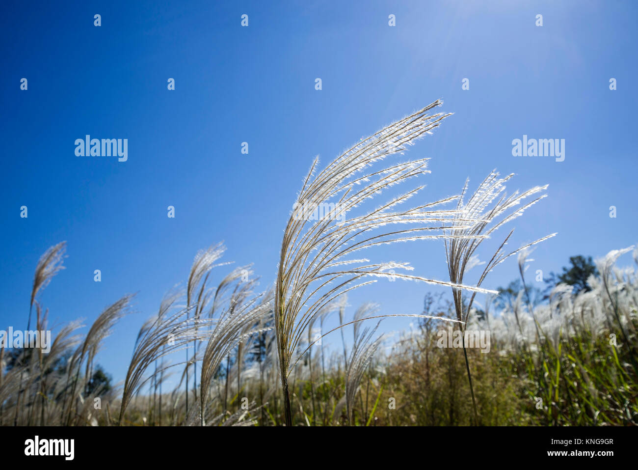 Miscanthus giganteus è un biocarburante rinnovabile energia raccolto che cresce su terreni agricoli dello stato della Georgia. Foto Stock