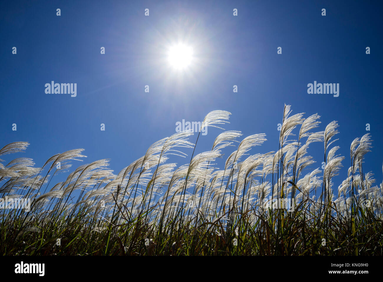 Miscanthus giganteus è un biocarburante rinnovabile energia raccolto che cresce su terreni agricoli dello stato della Georgia. Foto Stock