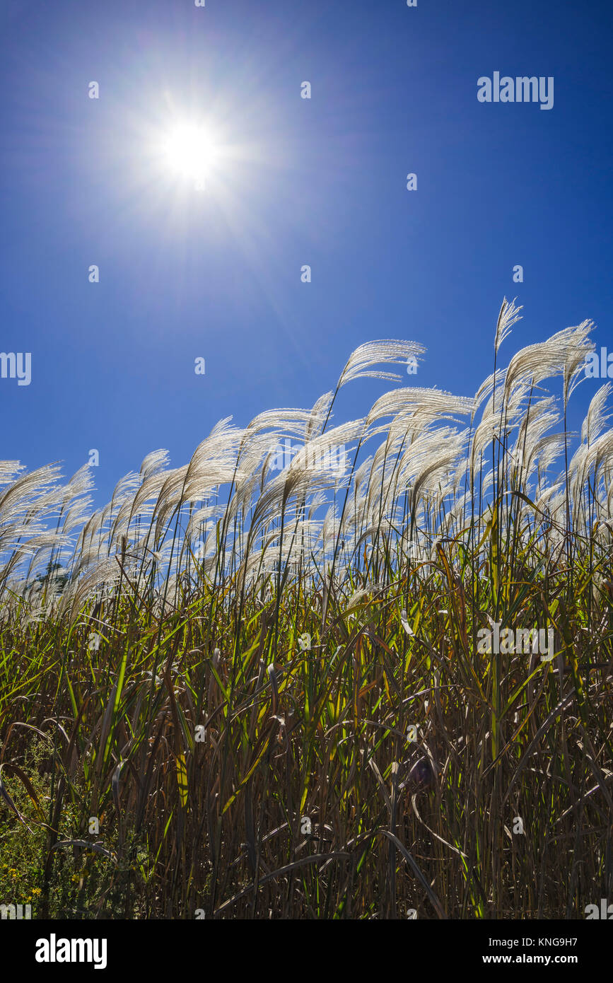 Miscanthus giganteus è un biocarburante rinnovabile energia raccolto che cresce su terreni agricoli dello stato della Georgia. Foto Stock