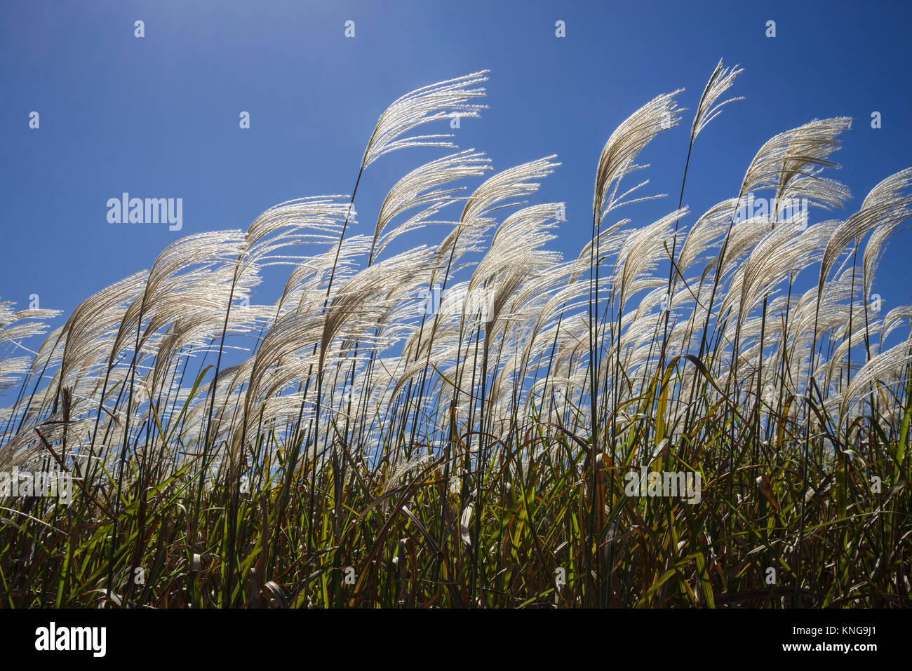 Miscanthus giganteus è un biocarburante rinnovabile energia raccolto che cresce su terreni agricoli dello stato della Georgia. Foto Stock