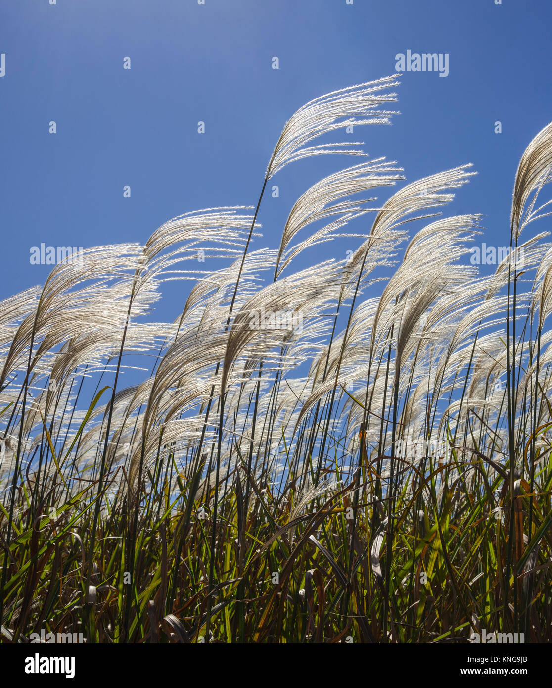 Miscanthus giganteus è un biocarburante rinnovabile energia raccolto che cresce su terreni agricoli dello stato della Georgia. Foto Stock