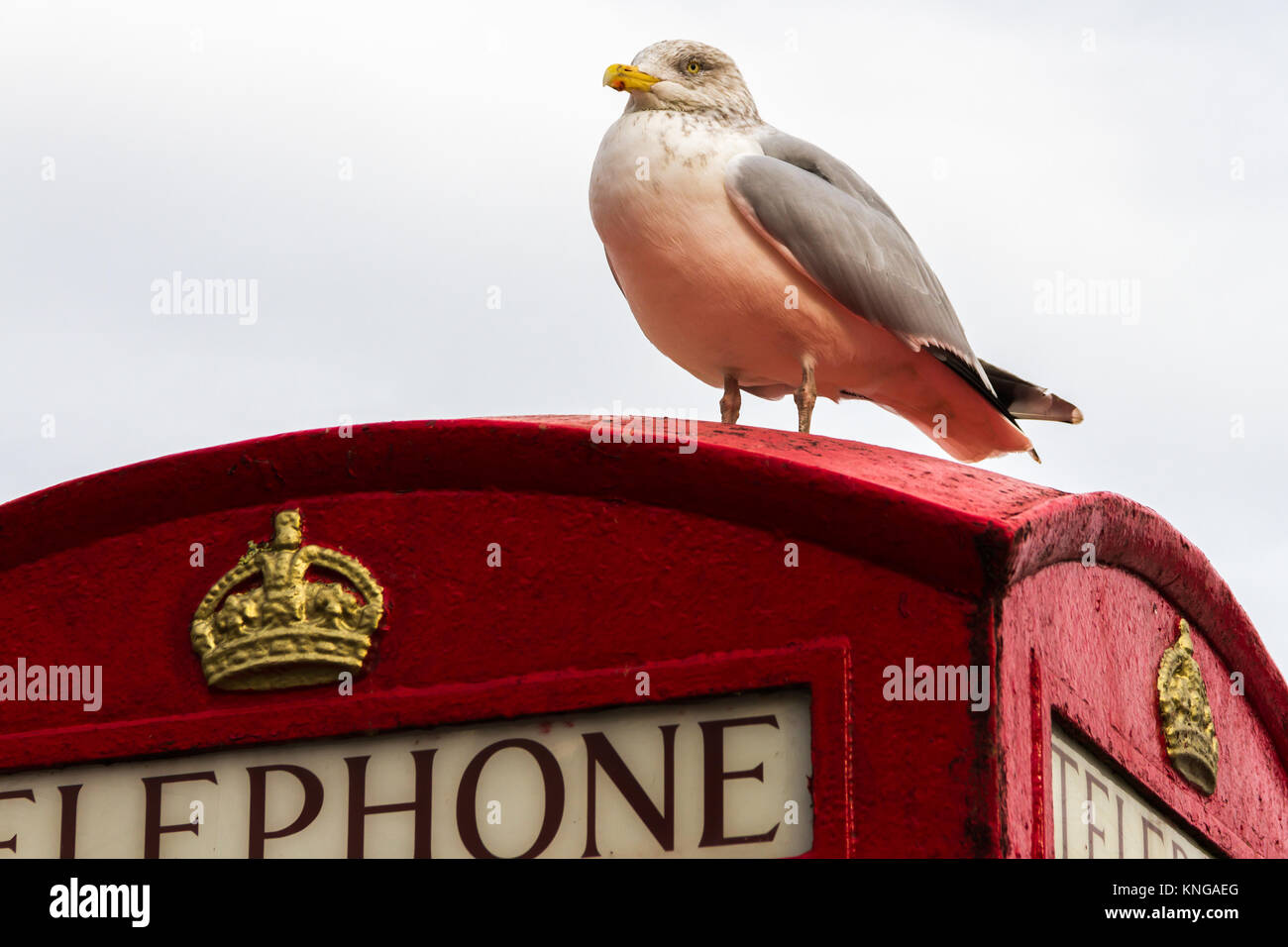 Un gabbiano sat sulla parte superiore di un K6 modello cabine telefoniche a Brixham Harbour. Brixham, Torbay, Devon, Regno Unito Foto Stock