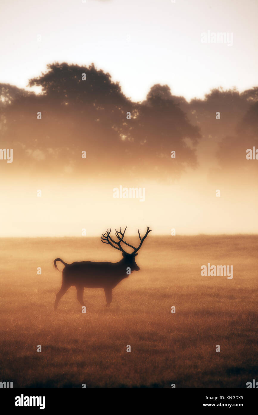 Père David deer (Elaphurus davidianus) in early morning mist, Woburn Deer Park, Bedfordshire, Regno Unito. Foto Stock