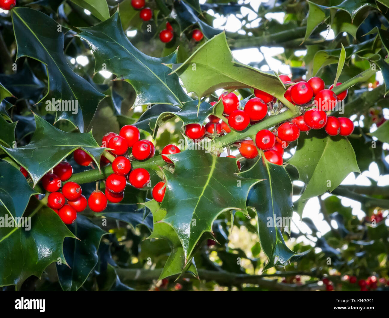 Luminose di bacche rosse su un Ivy Bush nel WILTSHIRE REGNO UNITO Foto Stock