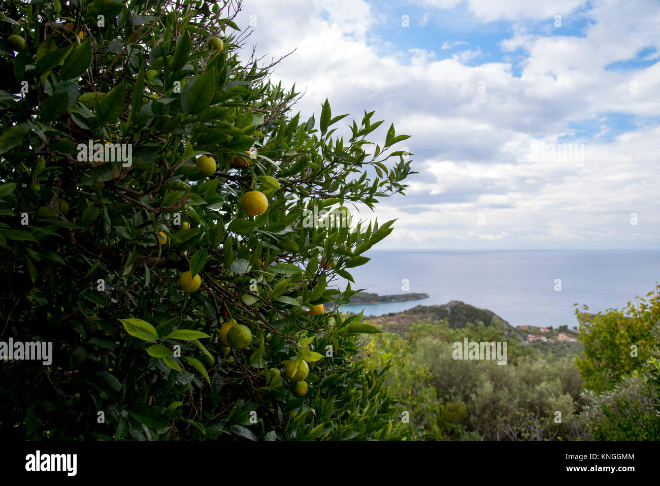 Lemon Tree crescente nelle colline sopra Kardamyli, Grecia occidentale Foto Stock