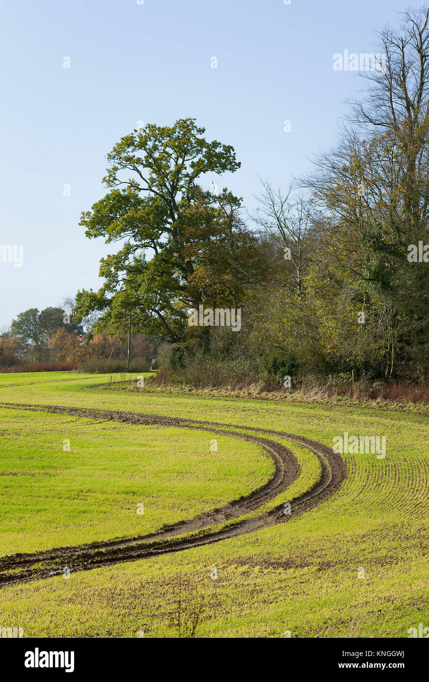Sentiero fangoso del passaggio di un veicolo agricolo attraverso un campo di colture emergenti nel primo inverno nel WILTSHIRE REGNO UNITO Foto Stock