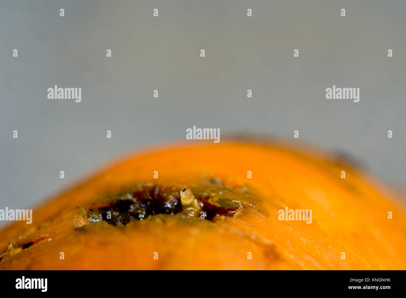 Close-up di danneggiare la carota larve di mosca (verme) Chamaepsila rosae Foto Stock