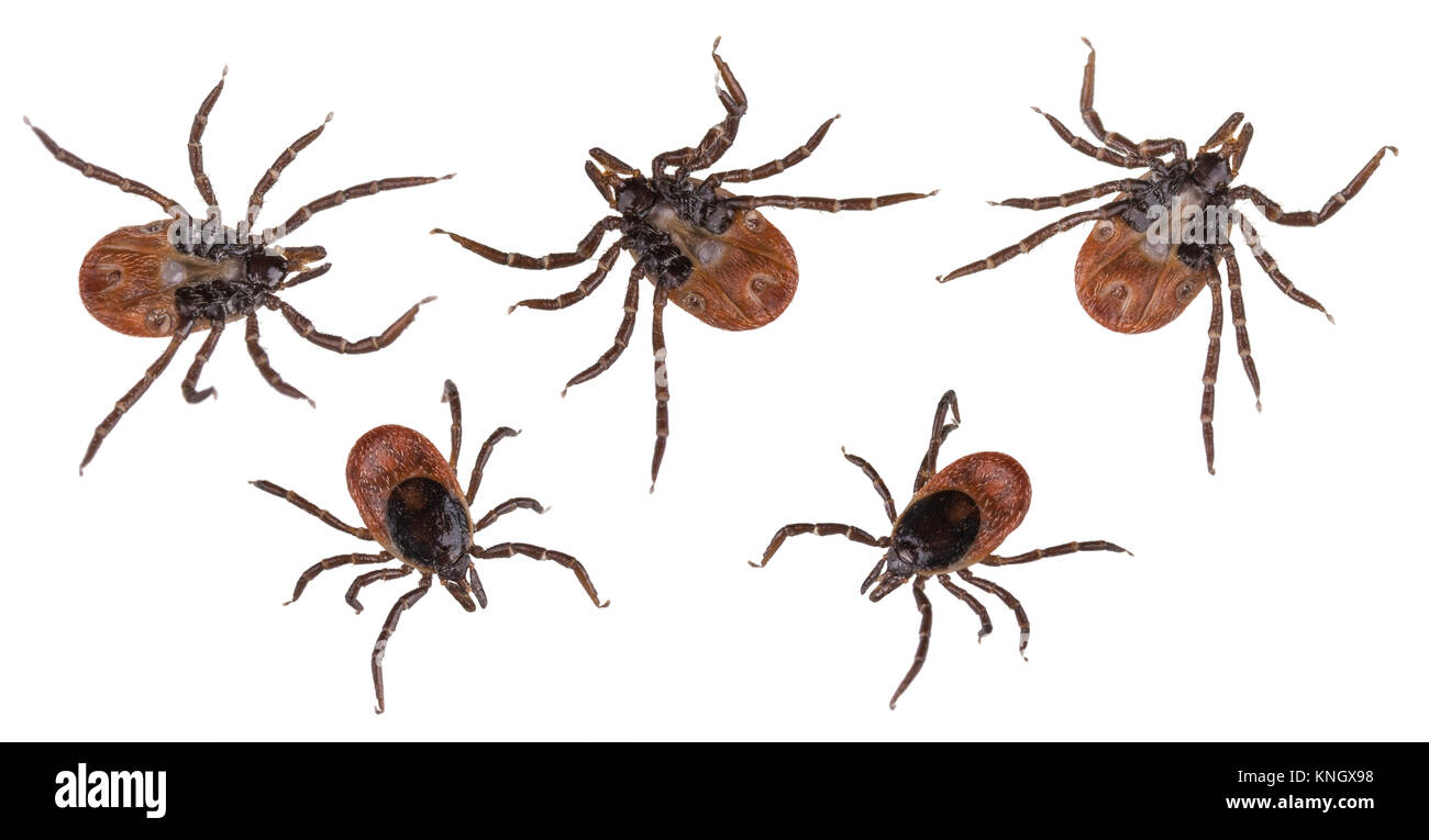 La collezione di zecche di cervo si chiudiano. Ixodes ricinus. Serie di pericolosi acari parassiti da sotto o sopra. Cari. Encefalite o borreliosi di Lyme. Isolato. Foto Stock