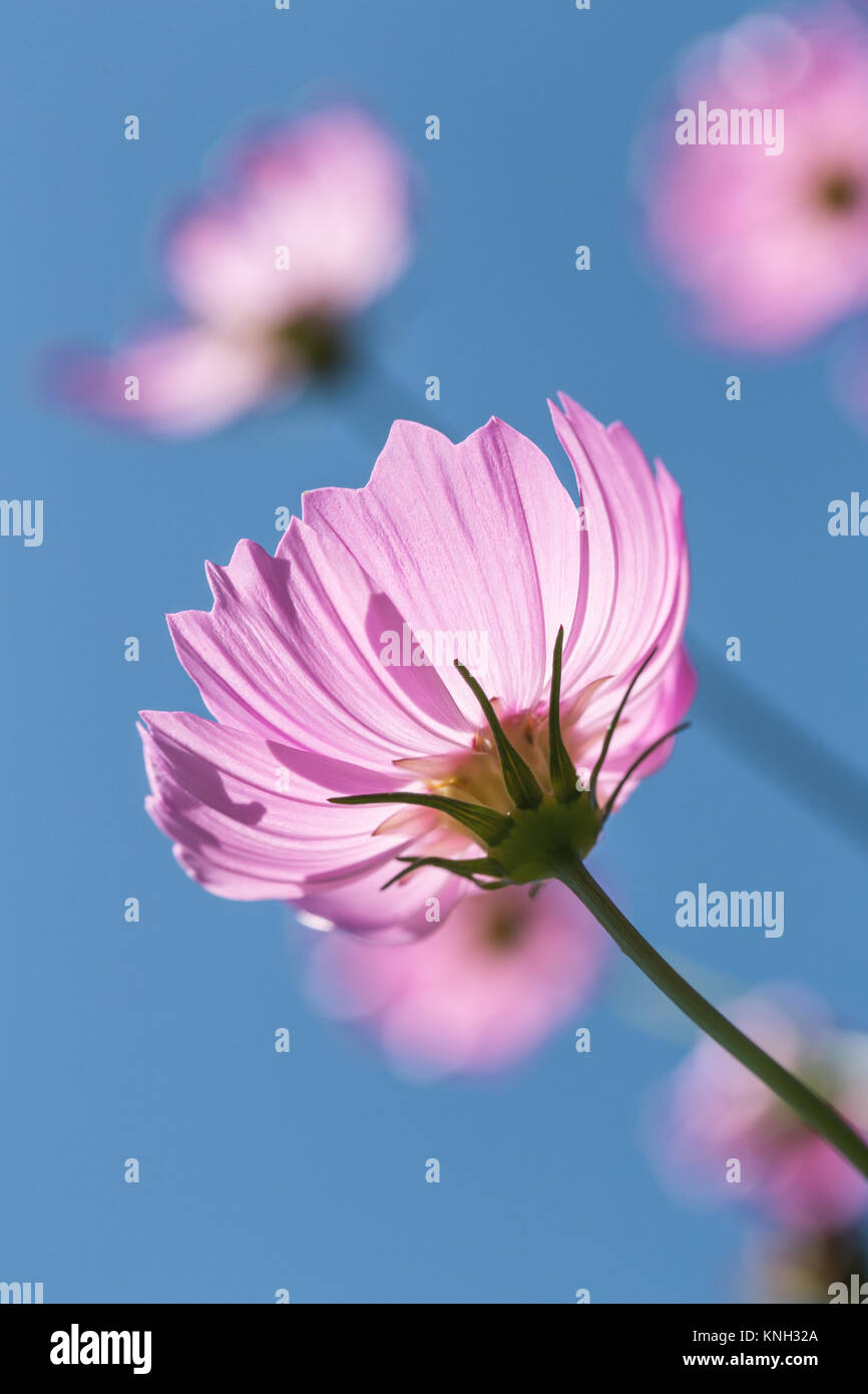 Messa a fuoco ravvicinata scena del cosmo rosa blossom fiore con un luminoso cielo blu. Foto Stock