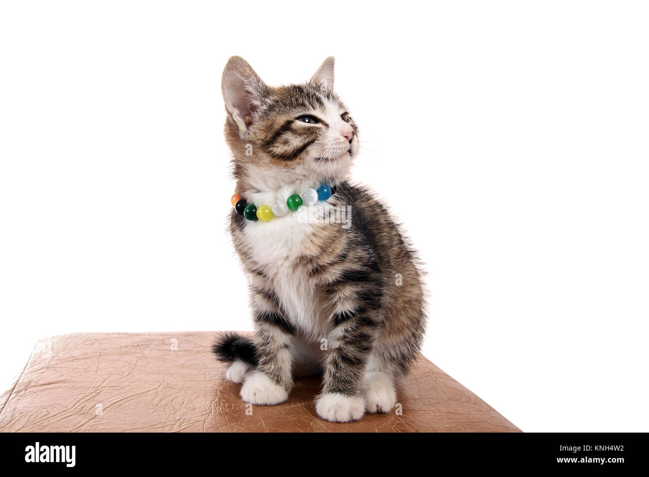 Felice gattino in una luminosa perline Foto Stock