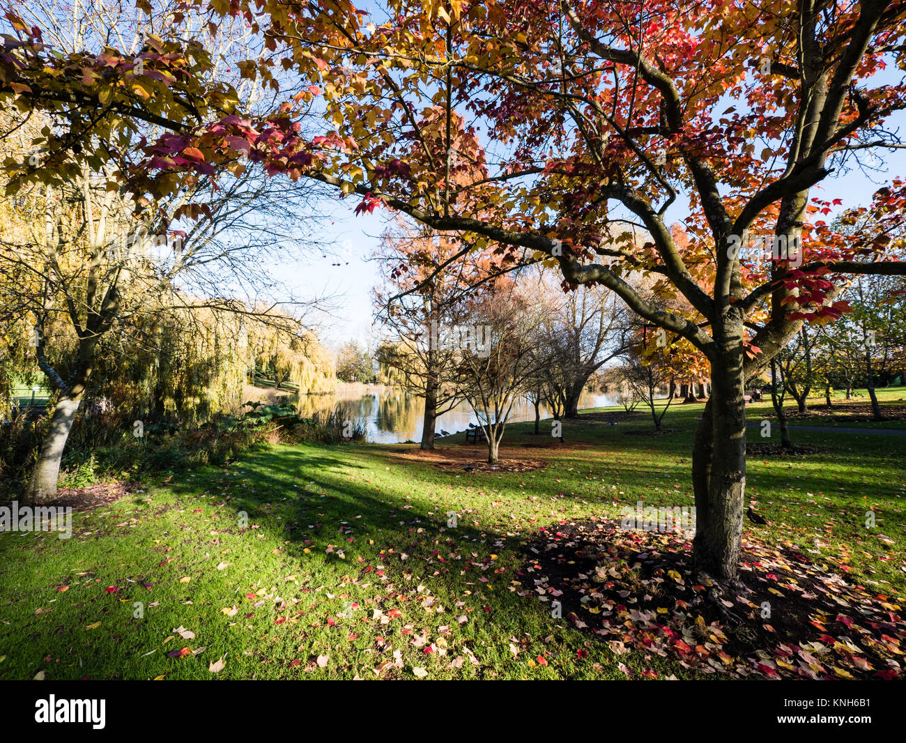 In autunno gli alberi, Università motivi, Università del Surrey, Guildford, Surrey, England, Regno Unito, GB. Foto Stock