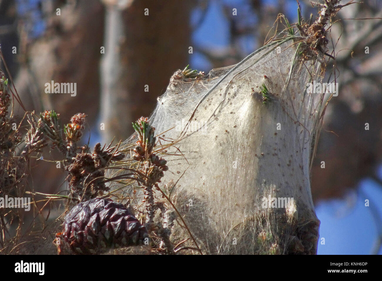 Nidi di Pine Processionary larve (Thaumetopoea pityocampa) su un pino domestico (Pinus pinea), Alanya, riviera turca, Turchia Foto Stock