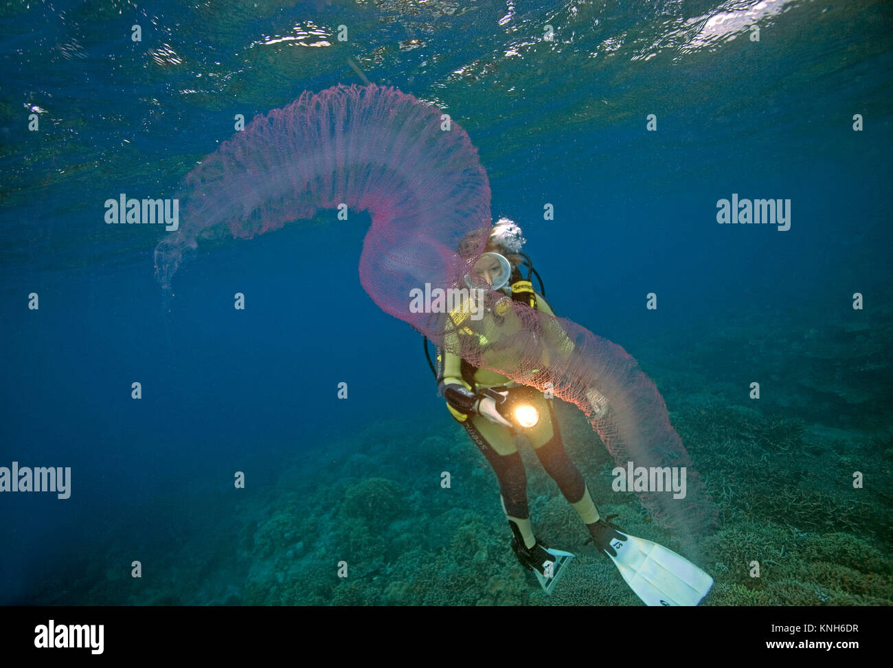 Fire salp, rullo di fuoco, free-floating colonial tunicati (Pyrosoma), trascorrono tutta la loro vita in mare aperto, può crescere fino a 12 piedi di lunghezza, Asia Foto Stock