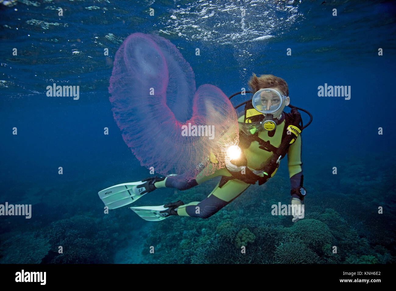 Fire salp, rullo di fuoco, free-floating colonial tunicati (Pyrosoma), trascorrono tutta la loro vita in mare aperto, può crescere fino a 12 piedi di lunghezza, Asia Foto Stock