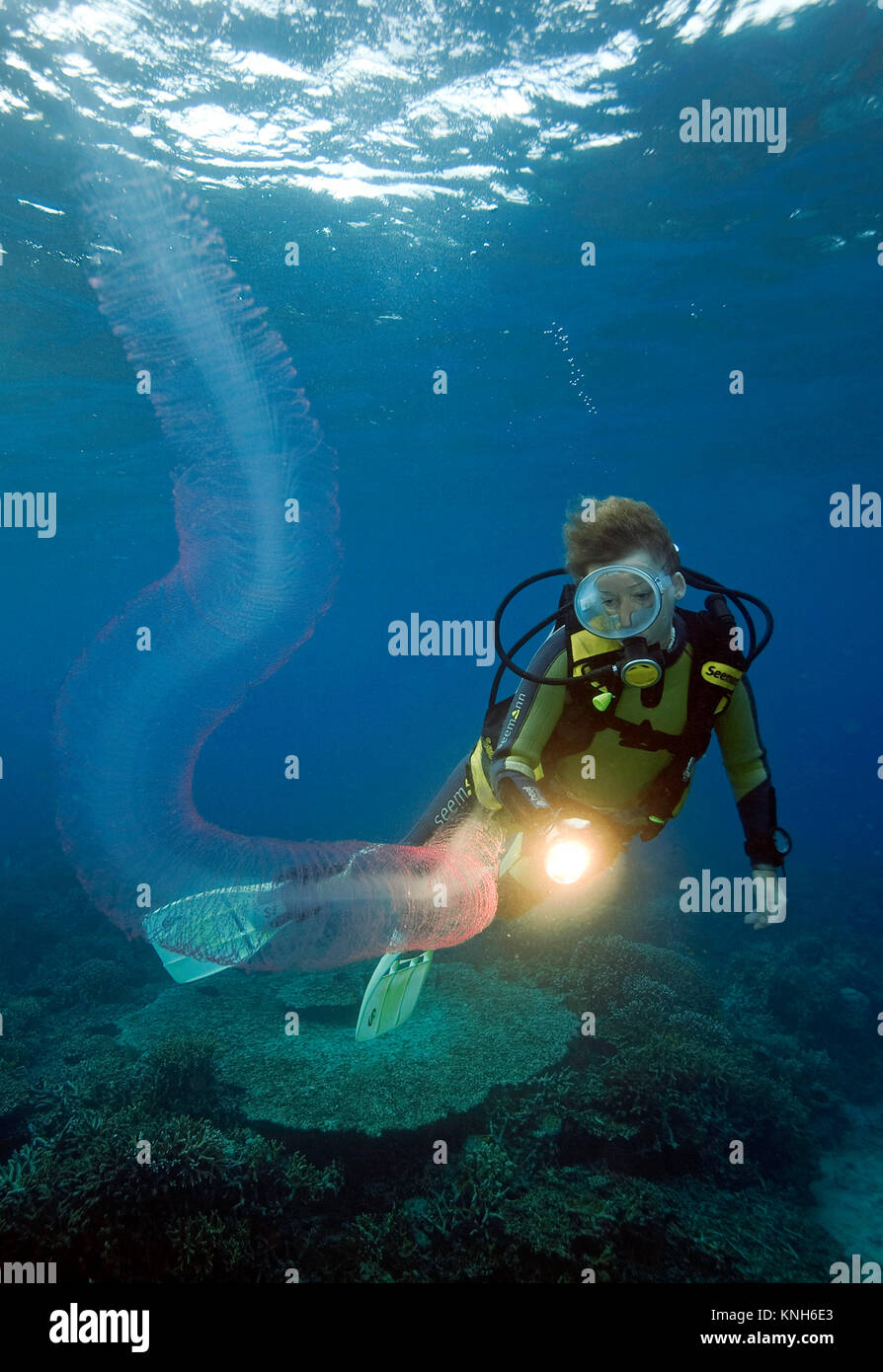 Fire salp, rullo di fuoco, free-floating colonial tunicati (Pyrosoma), trascorrono tutta la loro vita in mare aperto, può crescere fino a 12 piedi di lunghezza, Asia Foto Stock