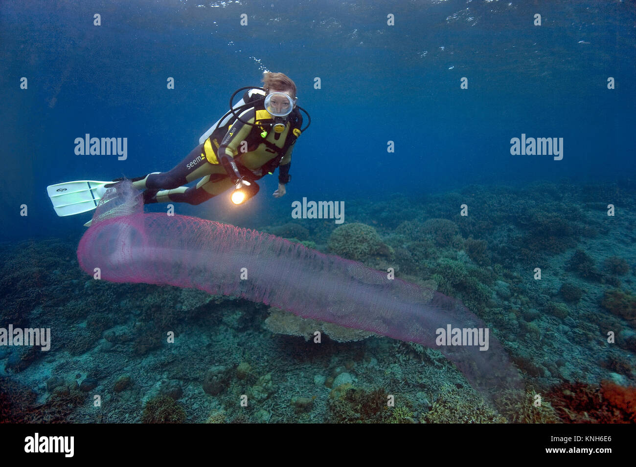 Fire salp, rullo di fuoco, free-floating colonial tunicati (Pyrosoma), trascorrono tutta la loro vita in mare aperto, può crescere fino a 12 piedi di lunghezza, Asia Foto Stock