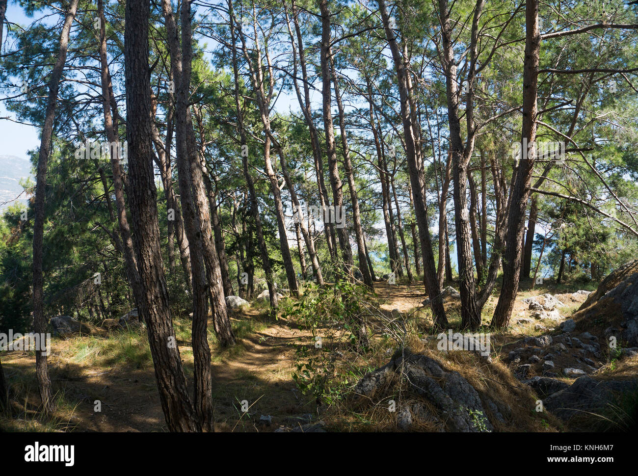 Pineta in collina del castello di Alanya, pine (Pinus pinea), riviera turca, Turchia Foto Stock