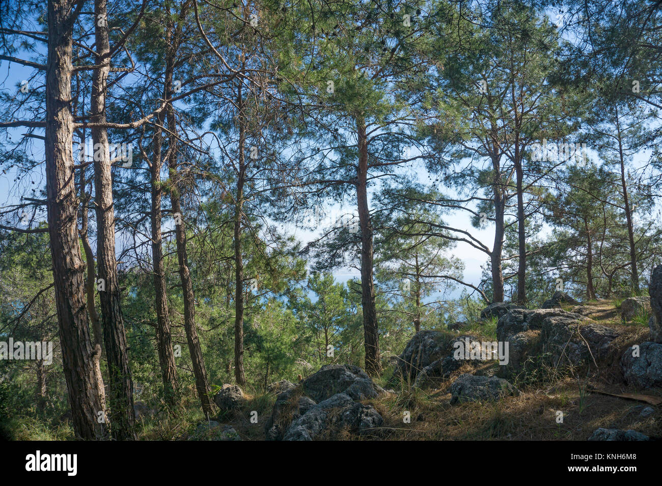 Pineta in collina del castello di Alanya, pine (Pinus pinea), riviera turca, Turchia Foto Stock