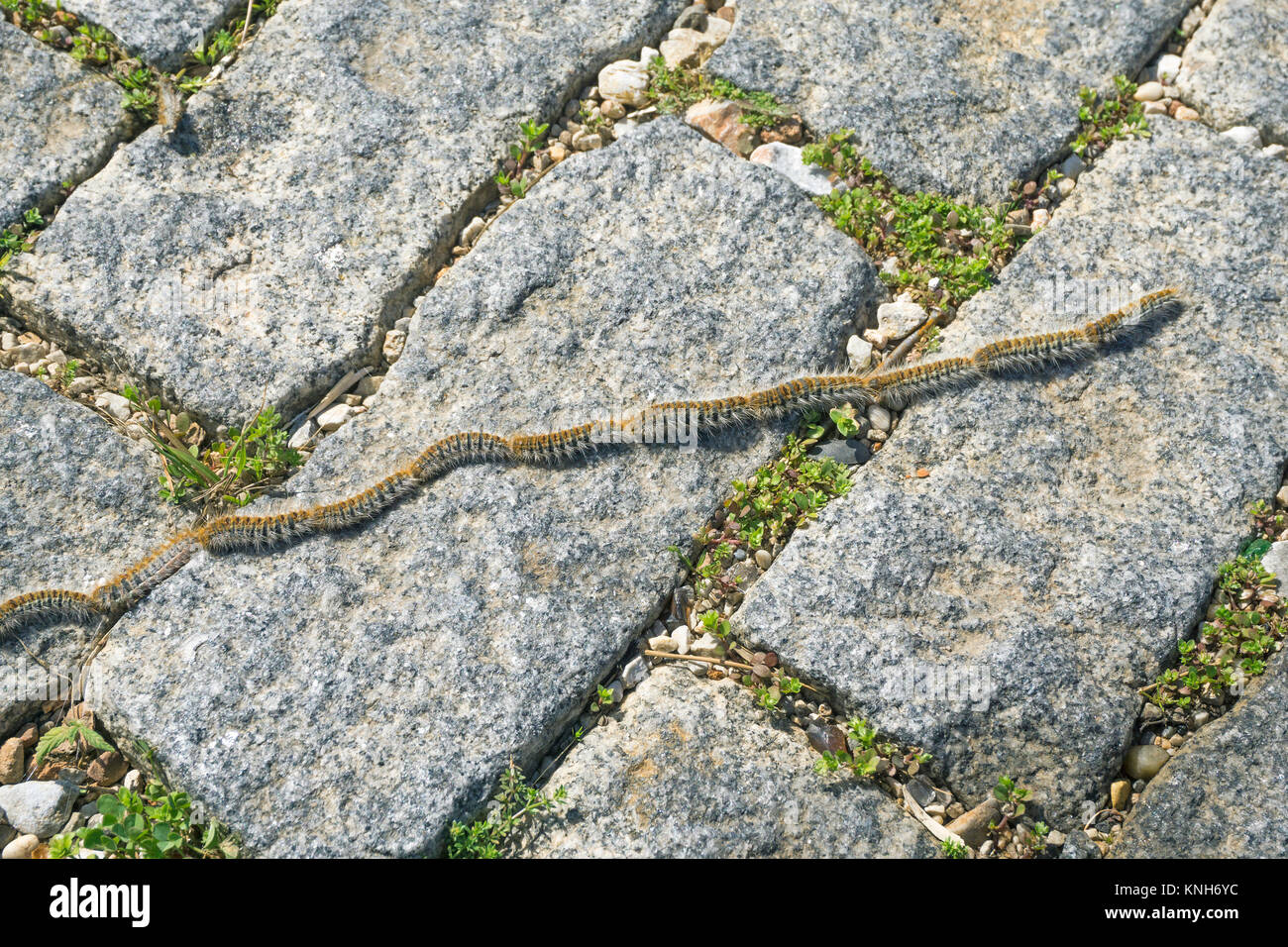 Pine Processionary larve (Thaumetopoea pityocampa), marciando su ciottoli di pietra, Alanya, riviera turca, Turchia Foto Stock