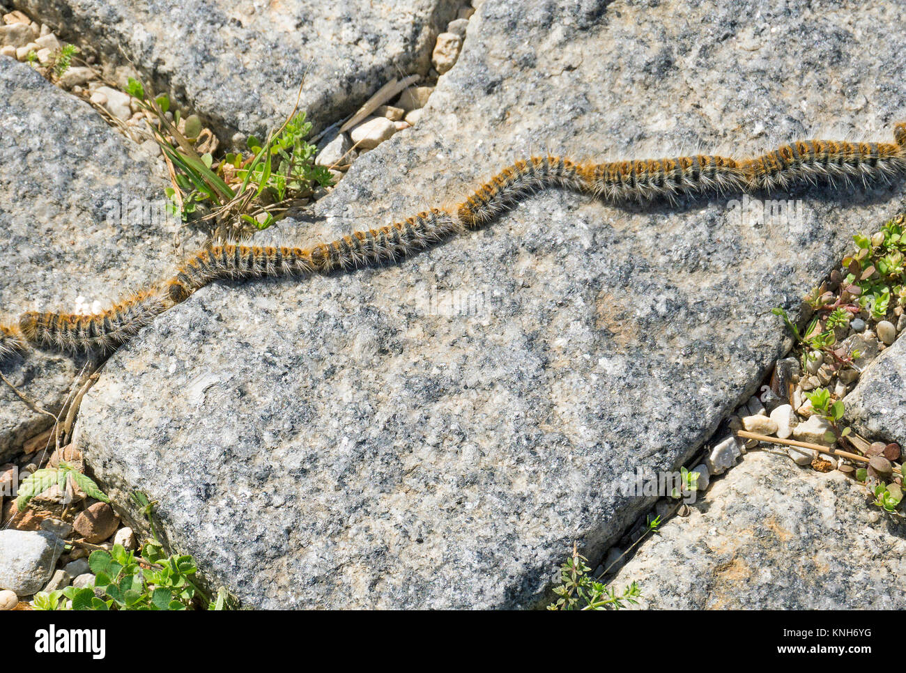 Pine Processionary larve (Thaumetopoea pityocampa), marciando su ciottoli di pietra, Alanya, riviera turca, Turchia Foto Stock