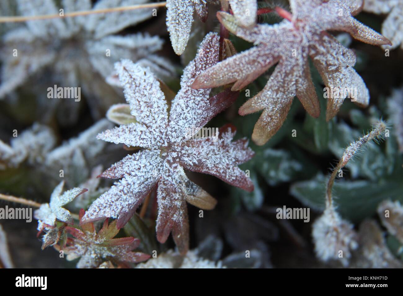 Frost coperto di foglie in un giardino di Perthshire Foto Stock