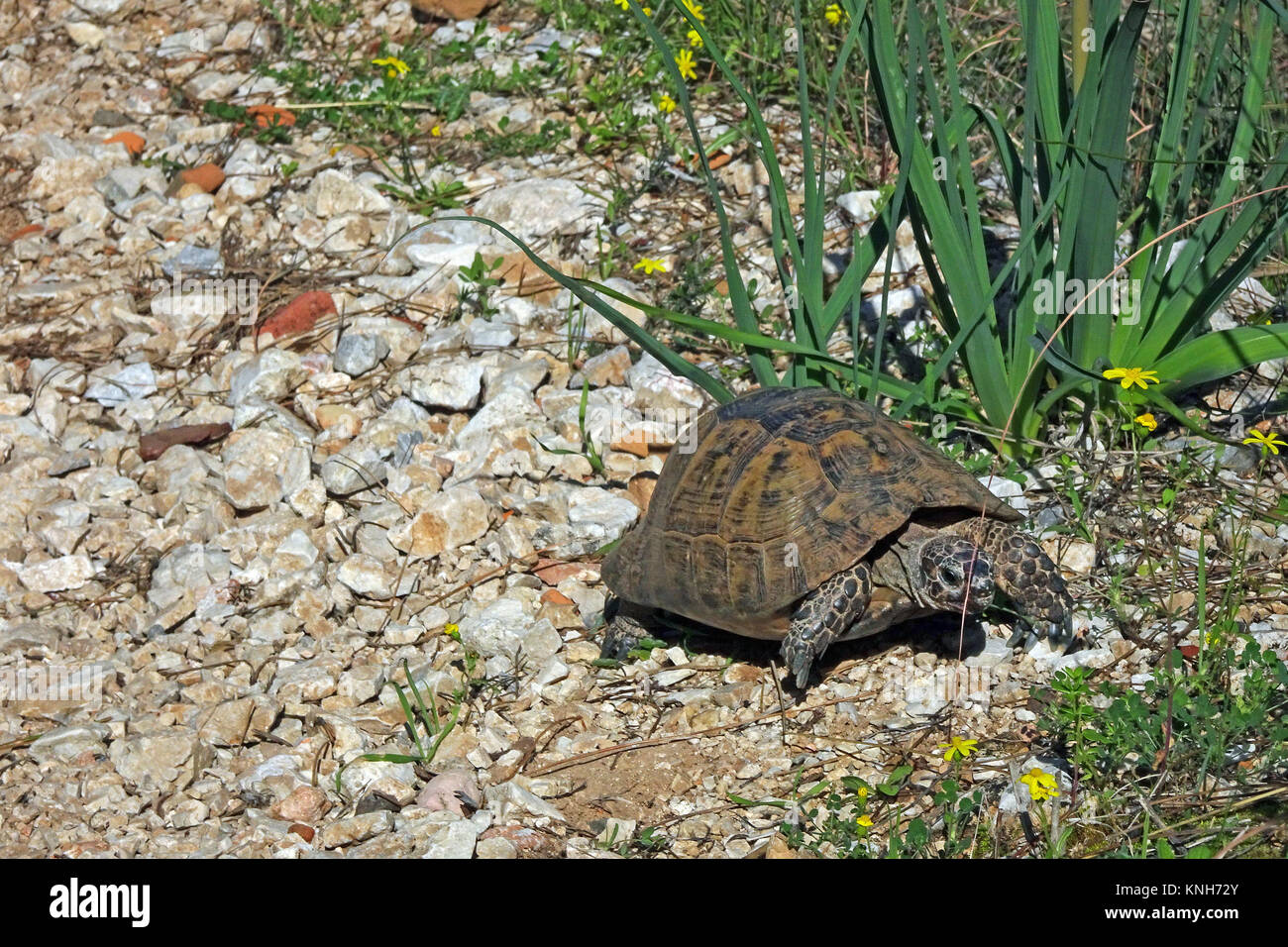 Sperone-thighed tortoise o tartaruga greca (Testudo graeca) presso la collina del castello, Lista rossa IUCN, Alanya, riviera turca, Turchia Foto Stock