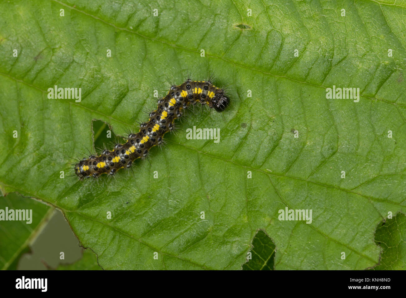 Schönbär, Raupe, Jungraupe, Callimorpha dominula, dominula Panaxia, scarlet tiger moth, Caterpillar, l'écaille marbrée, écaille rouge, Bärenspinner, un Foto Stock