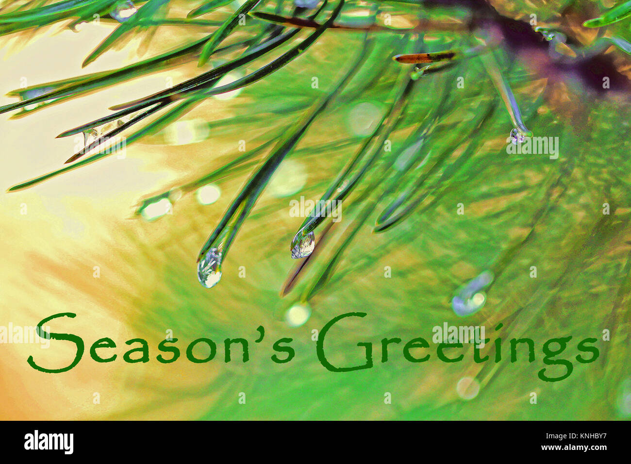 Design per un messaggio di saluto di Natale con aghi di abete e gocce di rugiada. Foto Stock