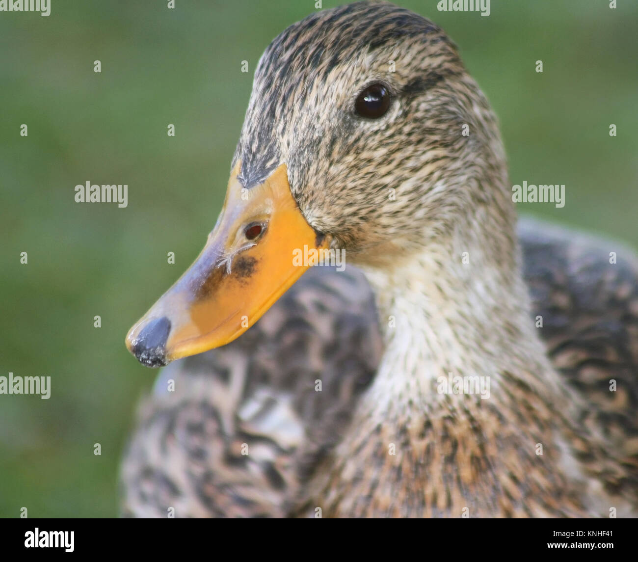 Close up di Mallard Duck femmina Foto Stock