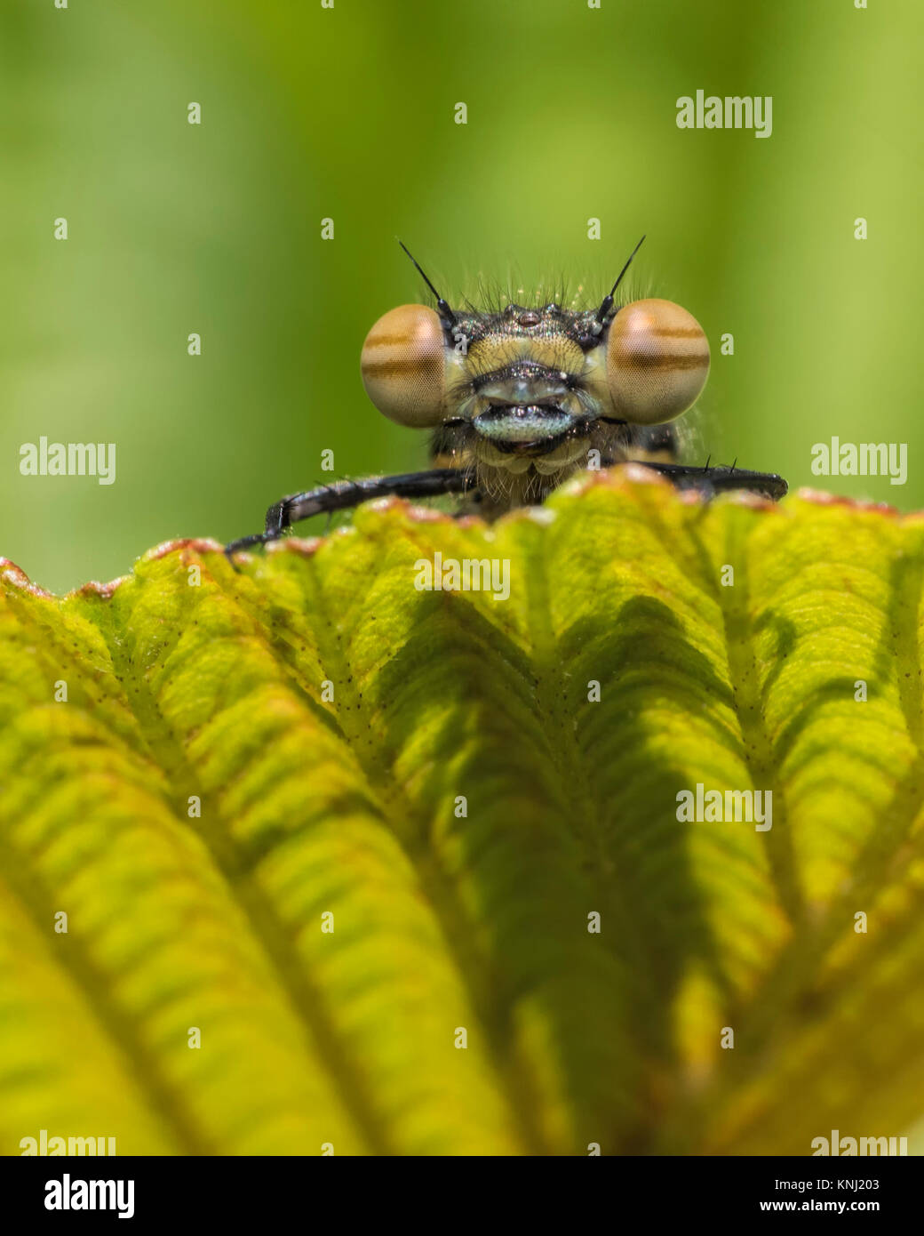 Rossi di grandi dimensioni (Damselfly Pyrrhosoma nymphula) Il peering su una foglia. Goatenbridge, Tipperary, Irlanda. Foto Stock