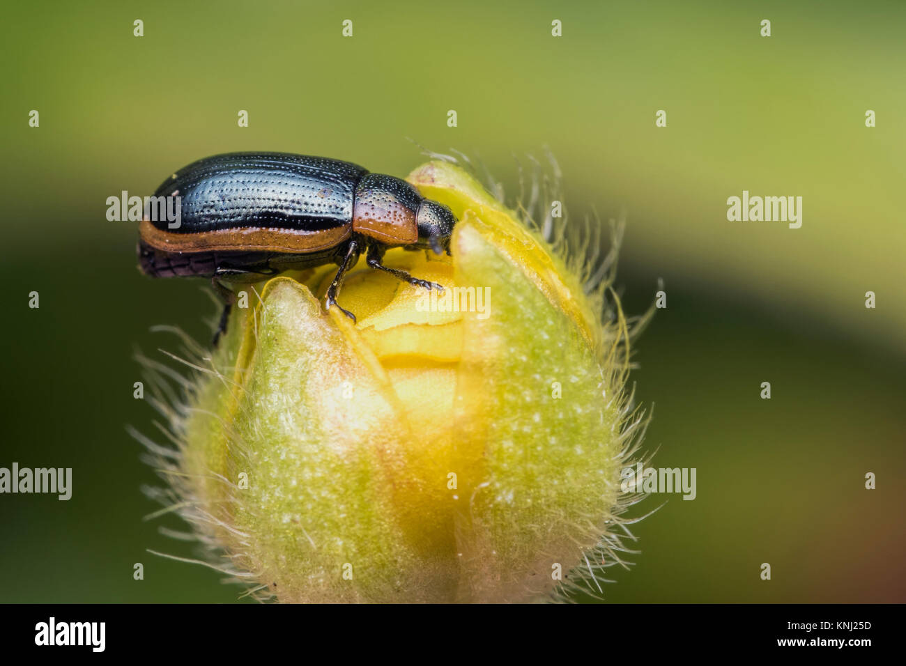 Foglia (Beetle Hydrothassa marginella) in appoggio sulla sommità di un fiore ranuncolo circa per aprire. Cabragh zone umide, Thurles, Tipperary, Irlanda. Foto Stock