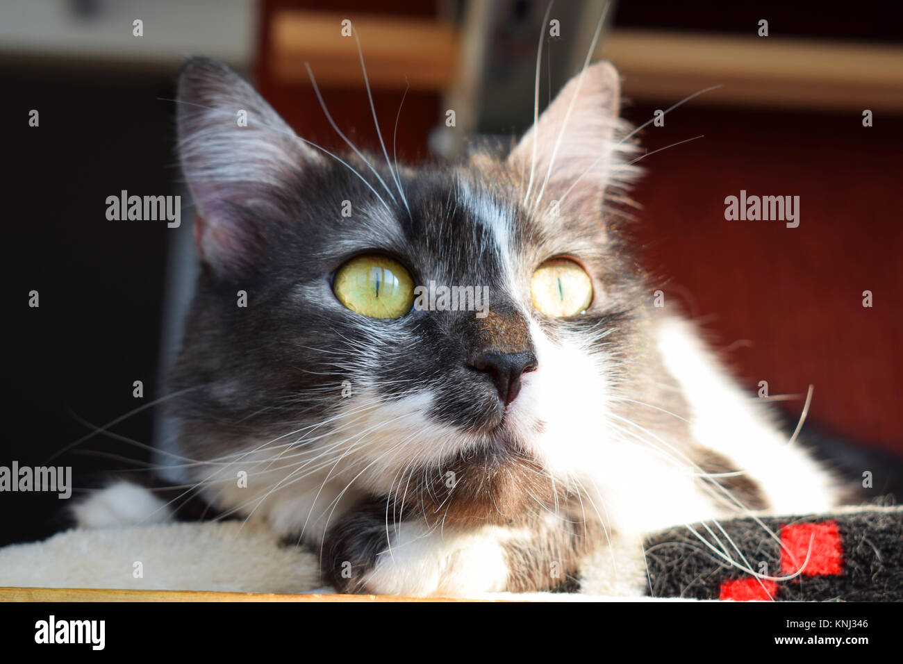 Tabby cat posa in sun Foto Stock